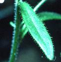 smallffoltoadflax