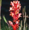 thymefflosbroomrape