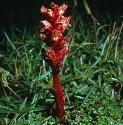 thymefforbroomrape