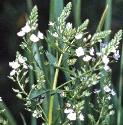 waterfflosspeedwell