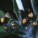 waysideffloscudweed