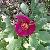 wildcflopeonywikimediacommons