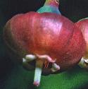 bilberryfflo