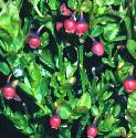 bilberryfflos