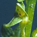 bogfflo2orchid
