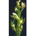 bogfflos1orchid