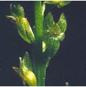 bogfflos2orchid