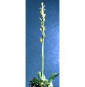 bogffororchid