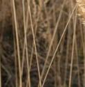 bushffolgrassbritishflora