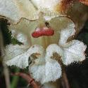 clovescentedfflobroomrape