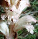 clovescentedfflosbroomrape
