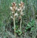 clovescentedfforbroomrape