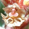 commonfflobroomrape