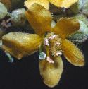 commonfflomullein