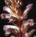 commonfflosbroomrape