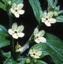 commonfflosgromwell