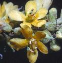 commonfflosmullein
