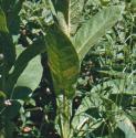 commonffolmullein