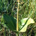 commonffoltwayblade
