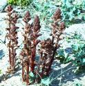 commonfforbroomrape