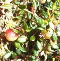cranberryffor