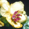 darkfflomullein