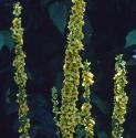 darkfflosmullein