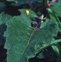 darkffolmullein