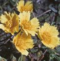 fcommonflosrockrose