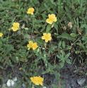 fcommonforrockrose