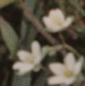 fcornflospurrey