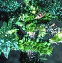fsmallflosbudcnettle