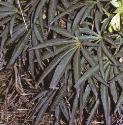 fstinkingfolhellebore
