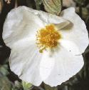 fwhiteflorockrose