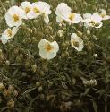 fwhiteforrockrose