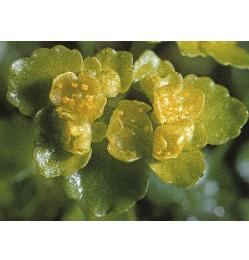 goldenfflossaxifrage