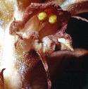 greatfflobroomrape