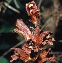 greatfflosbroomrape
