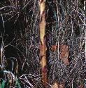 greatffolbroomrape