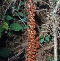 greatfforbroomrape