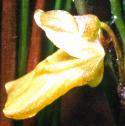 greaterfflobladderwort