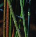greaterffolbladderwort
