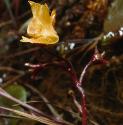 greaterfforbladderwort