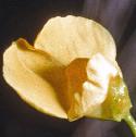 irishfflobladderwort