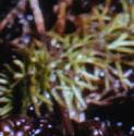 irishffolbladderwort