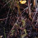 irishfforbladderwort
