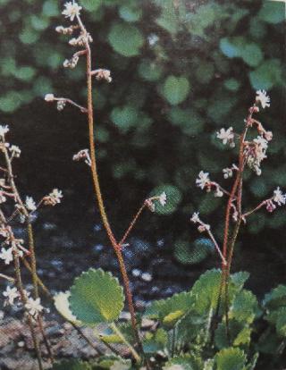 kidneysaxifragesaxifragahirsutapolunin