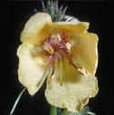 largefflofloweredmullein