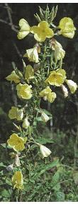 largefflos1eveningprimrose