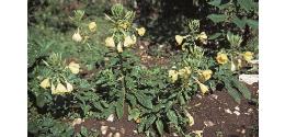 largeffor1eveningprimrose
